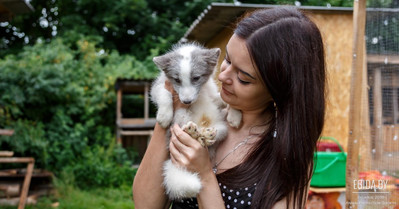 ООЗЖ «Эгида» и LESOK.BY подарили новый вольер песцу Полдню. Оказать помощь диким животным может каждый из Вас