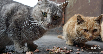Под Логойском более 30 котов и собак ожидает мучительная смерть. Мы можем спасти их жизни - нужна команда неравнодушных людей!