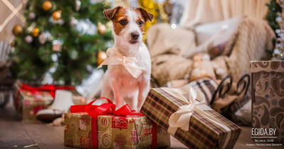 Администрация сайта EGIDA.BY от всей души поздравляет Вас с наступающим Новым 2017 годом и Рождеством!