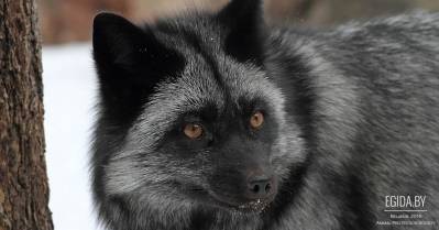 Чудесное новогоднее спасение жизней лис Тоши и Принцессы!