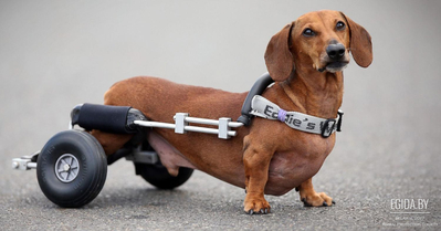 Новый год для бездомных животных-инвалидов!