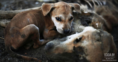 Страна глухих. Убийство собак в Толочине