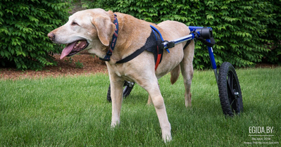 Качество жизни животных-инвалидов зависит от участия Человека