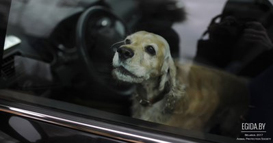 Смертельная жара. В закрытой машине на парковке гипермаркета «Простор» умерла собака