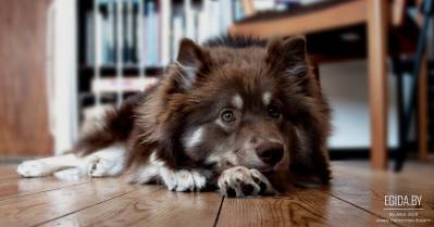 Анализ действующего законодательства. Можно ли содержать собак в общежитии?