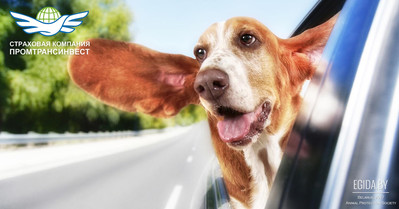 Отпуск вдвоем: что должен знать каждый хозяин, любящий своего питомца?