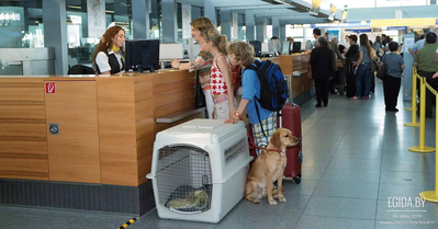 Правда и ложь: о судьбах бездомных животных из Беларуси в Европе и Америке