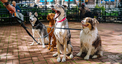 О завершении общественного обсуждения проекта постановления Совета Министров Республики Беларусь «О вопросах по обращению с животными»