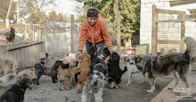 Как амбиции одного человека привели к страшной беде. Более 100 собак подлежат отлову и дальнейшей эвтаназии