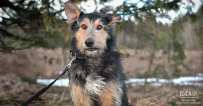 История о любви Человека и Собаки Аркаши
