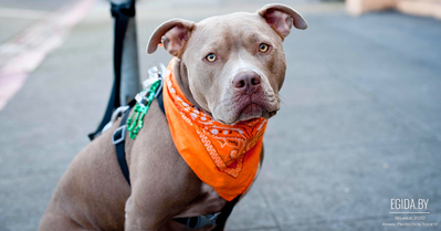 Изгои или как помочь брошенным стаффопитам?