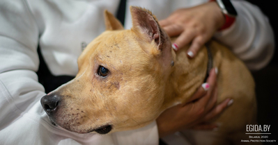 История «бойцового» пса Джека, единственной битвой которого является битва за жизнь