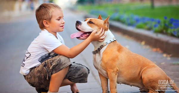 В Беларуси принят Закон «Об ответственном обращении с животными»