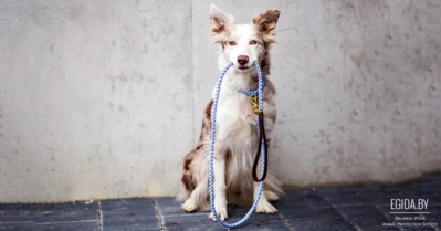 Что делать, когда пропал домашний питомец?!