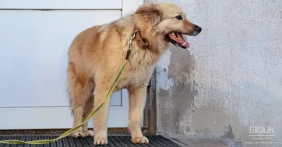 История Артиста и Собаки с надеждой на счастливый финал