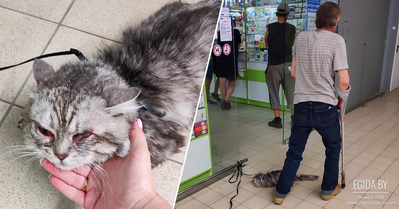 Хождение по мукам боровлянского кота Пирата