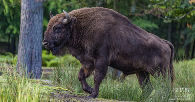Цирк не место для животных! Цирк Запашных - не место для белорусского Зубра!