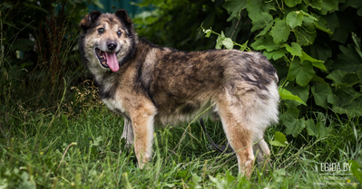 Потрясающе мудрый Акела в ожидании новогоднего чуда