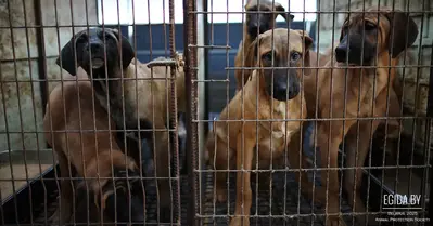 Незаконная торговля щенками и котятами в странах ЕС