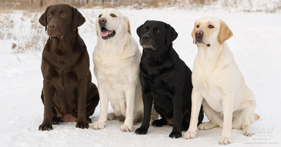 Окраска собак и основные принципы ее наследования