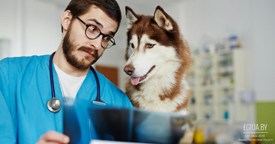 Основы генетики собак