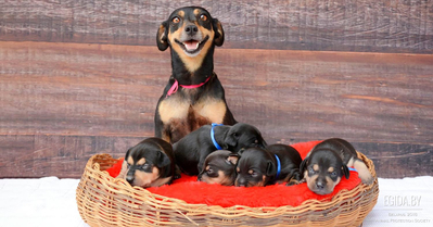 Несколько советов начинающим разведенцам