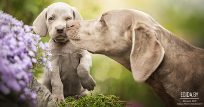 Проблемы селекции собак в свете некоторых положений в современной генетике