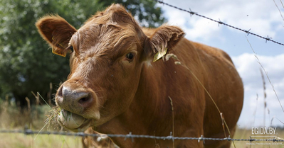 Доктор Уилл Таттл: Насилие над животными – наша плохая наследственность