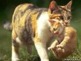 Можно ли поднимать котят за шкирку?