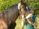 Уход за гривой и хвостом лошади