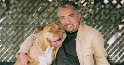 Цезарь Миллан и психология собак