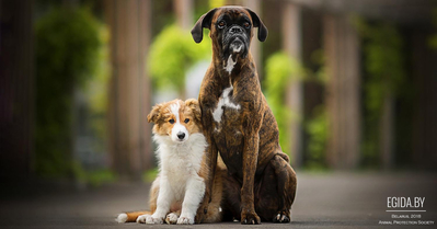 Вторая собака. Выбор, первая встреча, интеграция в семью