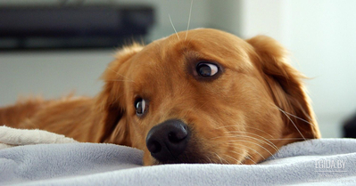 Книга «Собака из приюта: восстановление и ресоциализация»