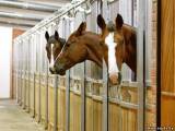 Гигиена содеpжания лошадей