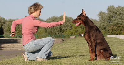Топ-7 вопросов, с которыми владельцы собак обращаются к тренеру