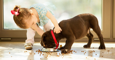 Памятка для начинающего собаковода