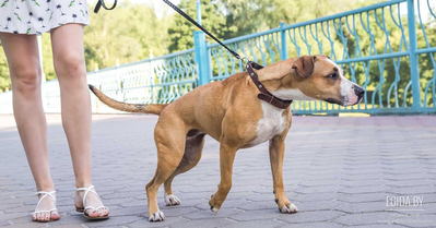 Использование ошейника – вредно ли это для шеи собаки?