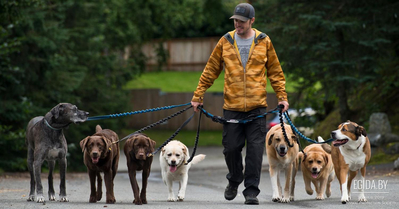 Собачники и общество. Причина конфликта
