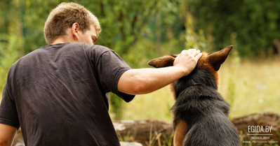«Волшебный треугольник»: как анализировать и понимать поведение собаки