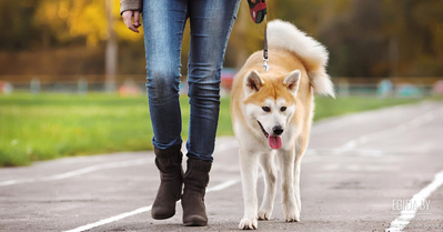 Прогулка без скуки. Собака выбирает маршрут