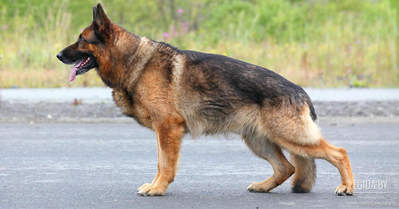 Немецкая овчарка